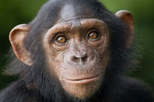 Japońscy naukowcy: szympansy mogą zapamiętać twarze bez gorszych niż ludzi Japońscy naukowcy: szympansy mogą zapamiętać twarze bez gorszych niż ludzi